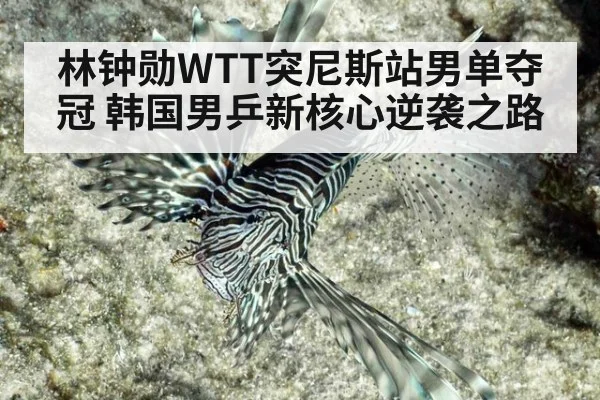 林钟勋WTT突尼斯站男单夺冠 韩国男乒新核心逆袭之路